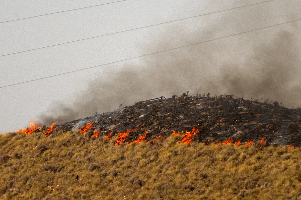 Experts warn about forest management problems: "The forest territory is the result of abandonment"