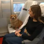 Dogs will be able to occupy a seat on Renfe trains: 40 euros per journey and next to the window