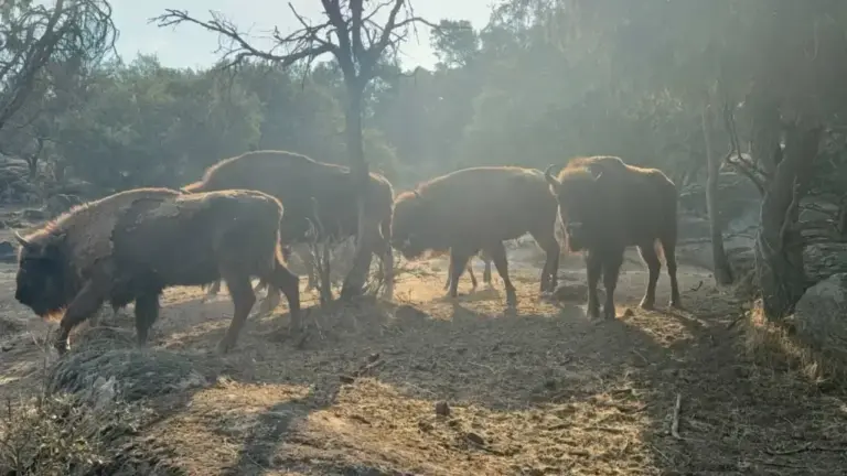 The bisons, this weekend, in their reserve.