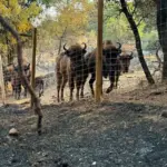 The bisons that saved the natural reserve of the rancher Raúl in Robledo de Chavela: "They are the best firefighters in Spain"