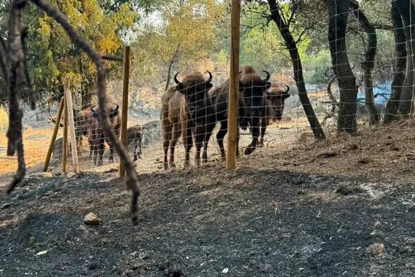 The bisons that saved the natural reserve of the rancher Raúl in Robledo de Chavela: "They are the best firefighters in Spain"