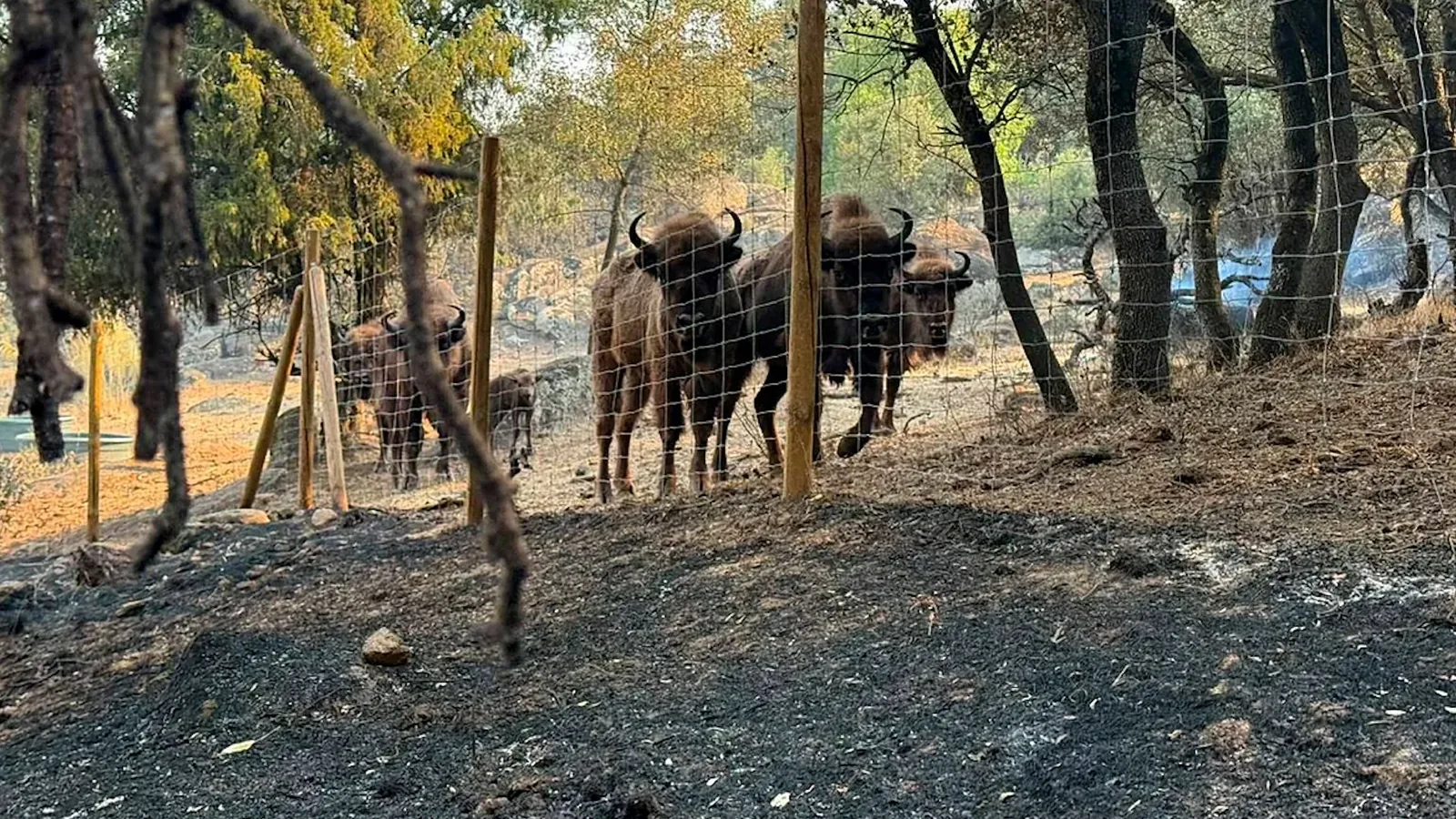 The bisons that saved the natural reserve of the rancher Raúl in Robledo de Chavela: "They are the best firefighters in Spain"