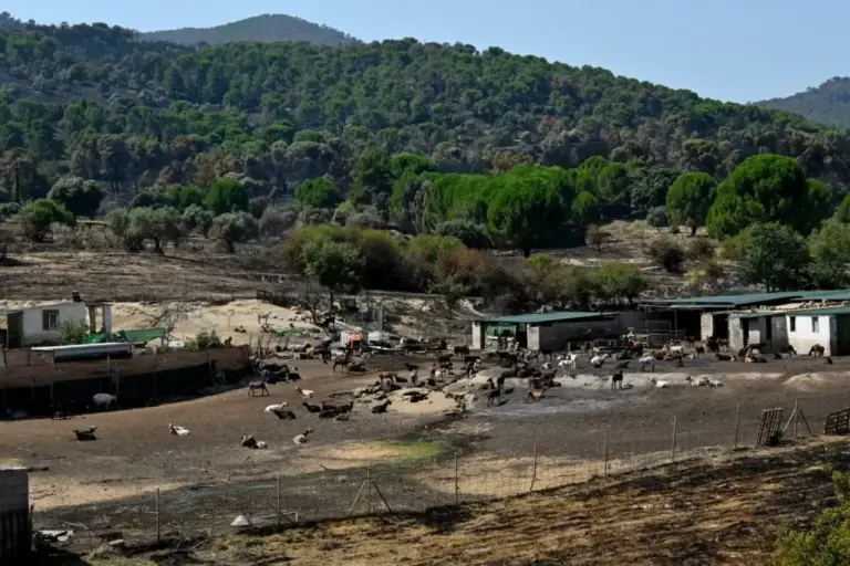 The goats seen from the main road