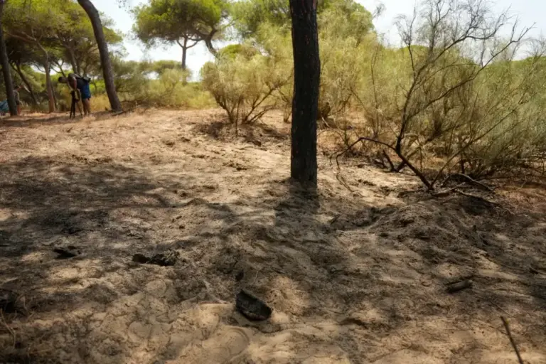 The pine forests of Isla Cristina where the motorcycle used by the killers to flee was found.