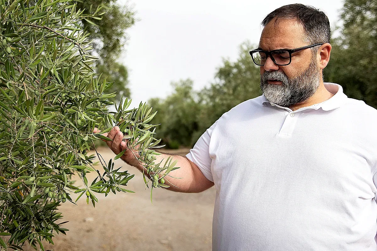 The customs 'loophole' sinks Spanish green gold: Tunisia sells 85% more oil to our country today than in 2016