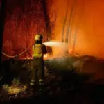 The "perfect cocktail" that fuels the Niebla fire and hinders its extinction: a dense mass of eucalyptus, absence of cultivated fields, and extreme weather conditions