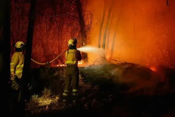 The "perfect cocktail" that fuels the Niebla fire and hinders its extinction: a dense mass of eucalyptus, absence of cultivated fields, and extreme weather conditions