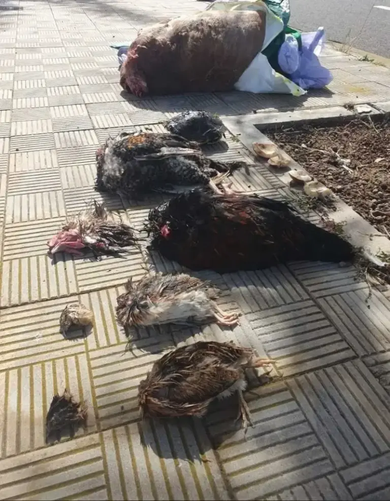 A goat and two roosters, on the sidewalk, after being slaughtered in a ritual.