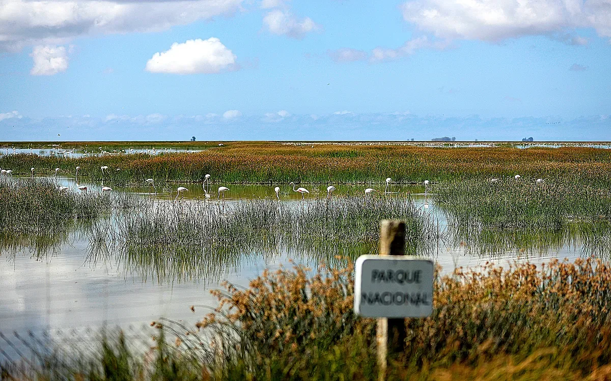 The Government threatens Doñana with the expropriation of its marshland